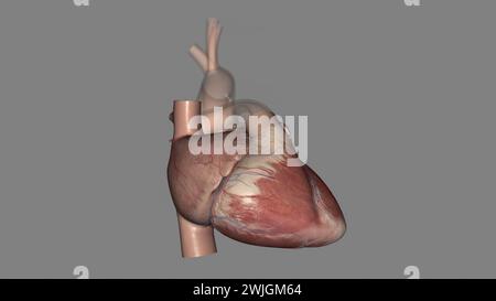 Anatomia cardiaca (esterna) superficie anteriore o sterenocostale: Principalmente l'illustrazione 3d del ventricolo destro Foto Stock