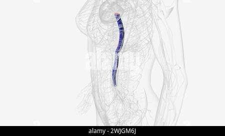 La vena cava inferiore (IVC) è la vena più grande dell'illustrazione 3d del corpo umano Foto Stock