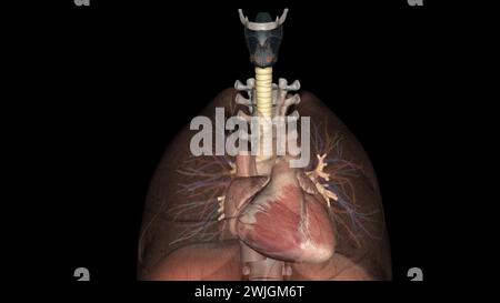 Trachea, nei vertebrati e negli invertebrati, un tubo o un sistema di tubi che porta l'illustrazione 3d dell'aria Foto Stock