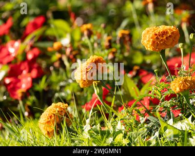 splendida natura selvaggia con fiori gialli Foto Stock