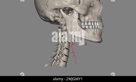 L'arteria tiroidea superiore è il primo ramo dell'arteria carotide esterna che fornisce l'illustrazione 3d della ghiandola tiroidea Foto Stock