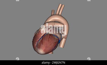 Anatomia cardiaca (esterna) superficie anteriore o sterenocostale: Principalmente l'illustrazione 3d del ventricolo destro Foto Stock