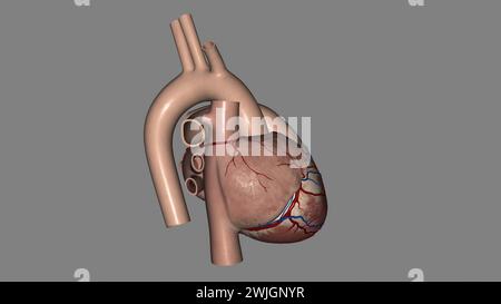 Anatomia cardiaca (esterna) superficie anteriore o sterenocostale: Principalmente l'illustrazione 3d del ventricolo destro Foto Stock