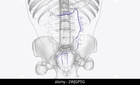 Illustrazione 3d dei rami della vena mesenterica inferiore Foto Stock