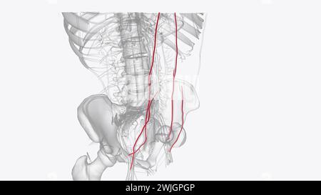 L'apporto arterioso all'addome avviene tramite i rami dell'aorta addominale, illustrazione 3d. Foto Stock