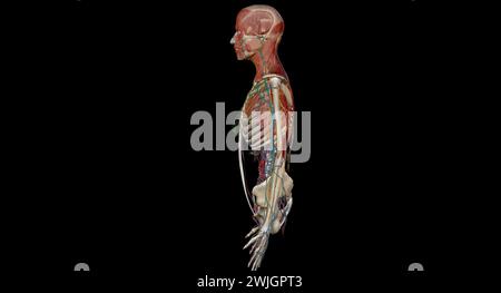 Corpo anatomico umano. Rendering 3d scheletrico, organo, vascolare, linfatico e sistema nervoso Foto Stock