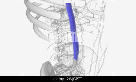 La vena cava inferiore (IVC) è la vena più grande dell'illustrazione 3d del corpo umano Foto Stock