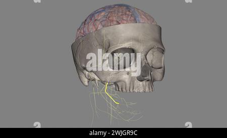 Il nervo linguale porta innervazione sensoriale dai due terzi anteriori della lingua . Foto Stock