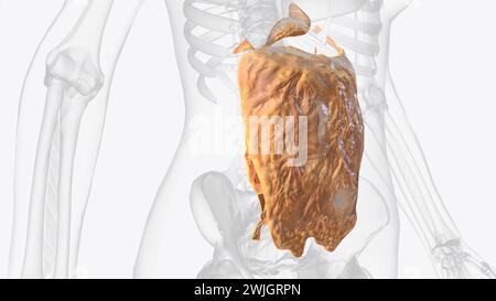 Il peritoneo è una membrana continua che allinea la cavità addominale e copre l'illustrazione 3d degli organi addominali Foto Stock