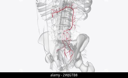 Rami dell'arteria mesenterica inferiore illustrazione 3d. Foto Stock