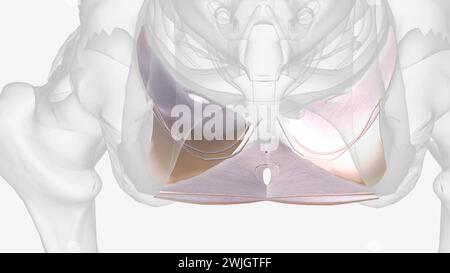 La fascia pelvica viscerale è una condensazione del tessuto connettivo che nasce dalla fascia parietale lateralmente illustrazione 3d. Foto Stock