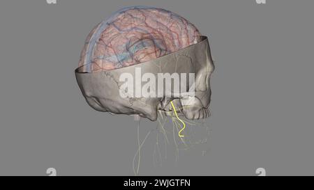 Il nervo linguale porta innervazione sensoriale dai due terzi anteriori della lingua . Foto Stock