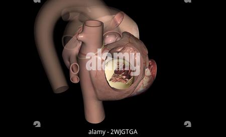 La valvola tricuspide si trova tra le due camere destra del cuore illustrazione 3d. Foto Stock