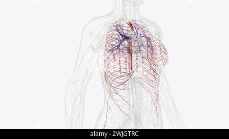 Arterie di torace arteria toracica arteria succlavia arteria polmonare arteria carotide arteria epigastrica superiore arteria epigastrica inferiore Foto Stock