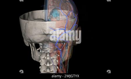 Questa piccola vena passa attraverso il canale condilare, un'apertura nell'osso occipitale, vicino alla base del cranio illustrazione 3d. Foto Stock