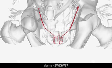 L'arteria vesica inferiore si ramifica al fondo per fornire l'alimentazione al fondo vescicale e al trigone, così come l'illustrazione 3d degli ureteri adiacenti Foto Stock