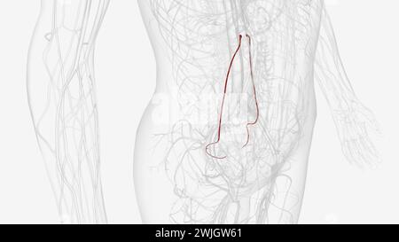 L'arteria ovarica sorge anterolateralmente dall'aorta appena inferiore alle arterie renali e superiore all'arteria mesenterica inferiore Foto Stock