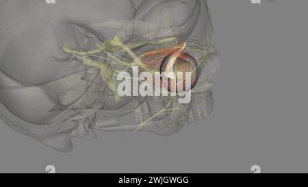 L'obliqua superiore è uno dei due notevoli disegni 3d dei muscoli extraoculari obliqui Foto Stock