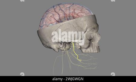 Il nervo linguale porta innervazione sensoriale dai due terzi anteriori della lingua . Foto Stock