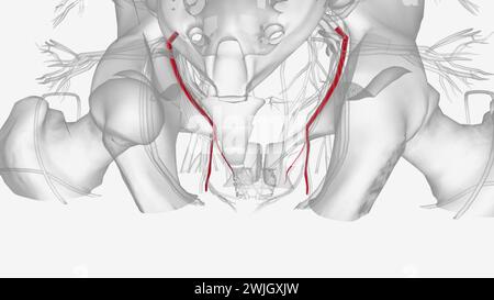 L'arteria dell'otturatore è un ramo della divisione anteriore dell'illustrazione 3d dell'arteria iliaca interna Foto Stock