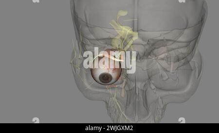 L'obliqua superiore è uno dei due notevoli disegni 3d dei muscoli extraoculari obliqui Foto Stock