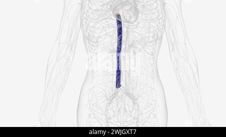 La vena cava inferiore (IVC) è la vena più grande dell'illustrazione 3d del corpo umano Foto Stock