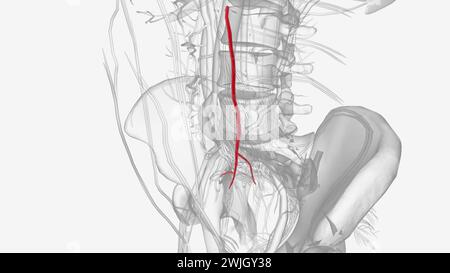 L'arteria mesenterica inferiore nasce dall'aorta addominale al livello della terza vertebra lombare illustrazione 3d. Foto Stock