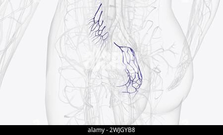 Illustrazione 3d dei rami della vena mesenterica inferiore Foto Stock