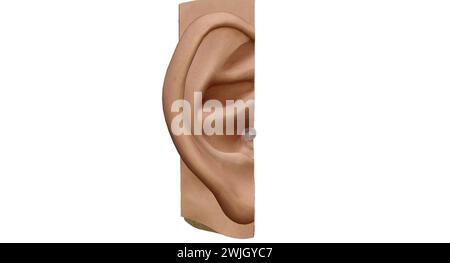 Un orecchio è l'organo che consente l'udito e, nei mammiferi, l'equilibrio corporeo utilizzando il sistema vestibolare. Rendering 3D. Foto Stock