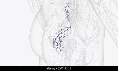 Illustrazione 3d dei rami della vena mesenterica inferiore Foto Stock