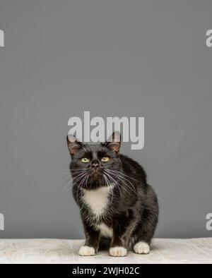 Foto in studio di un gatto bianco e nero di fronte alla fotocamera, accovacciato su un tavolo imbiancato. Visto su sfondo grigio. Foto Stock