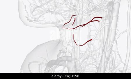 Illustrazione 3d dei rami dell'arteria tiroidea superiore Foto Stock