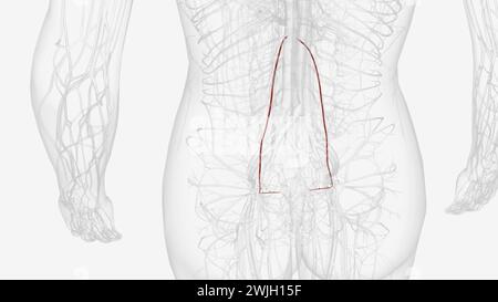 L'arteria ovarica sorge anterolateralmente dall'aorta appena inferiore alle arterie renali e superiore all'arteria mesenterica inferiore Foto Stock