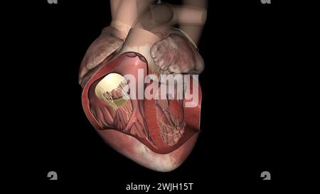 La valvola tricuspide si trova tra le due camere destra del cuore illustrazione 3d. Foto Stock