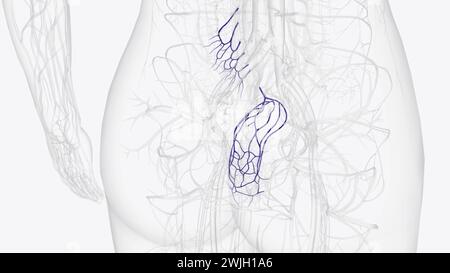 Illustrazione 3d dei rami della vena mesenterica inferiore Foto Stock