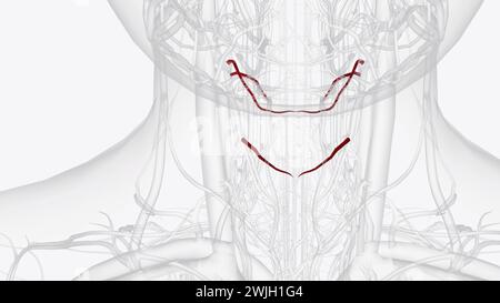 Illustrazione 3d dei rami dell'arteria tiroidea superiore Foto Stock