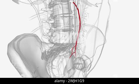 L'arteria mesenterica inferiore nasce dall'aorta addominale al livello della terza vertebra lombare illustrazione 3d. Foto Stock