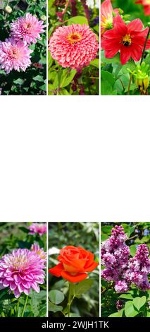 Collage fotografico di fiori . C'è spazio libero per il testo. Foto verticale Foto Stock