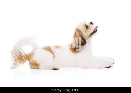Piccolo cane shih tzu di razza pura felice e positivo che giace con la lingua sporgente, guardando verso l'alto isolato su sfondo bianco dello studio Foto Stock