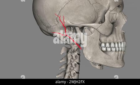 L'arteria auricolare posteriore è un'arteria muscolare più piccola che si ramifica dall'arteria carotide esterna illustrazione 3d. Foto Stock
