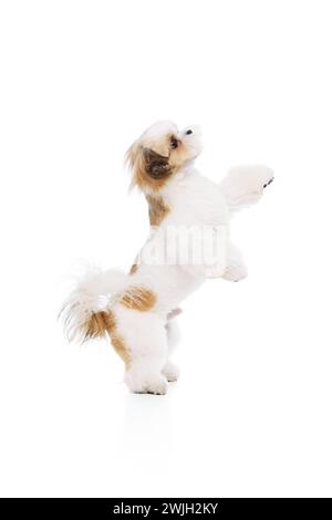 Adorabile, attivo e giocoso cane shih tzu purosangue in piedi sulle zampe posteriori, seguendo i comandi e guardando verso l'alto isolato su sfondo bianco dello studio Foto Stock