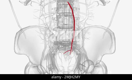 L'arteria mesenterica inferiore nasce dall'aorta addominale al livello della terza vertebra lombare illustrazione 3d. Foto Stock