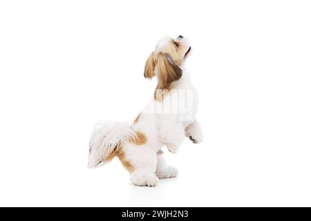 Adorabile, attivo e giocoso cane shih tzu di razza pura in piedi sulle zampe posteriori e guardando verso l'alto isolato su sfondo bianco Foto Stock