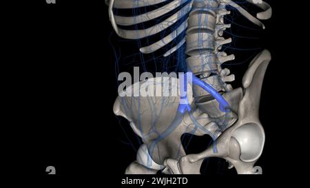 La vena iliaca comune è formata dall'unificazione delle vene iliache interne ed esterne 3d. Foto Stock