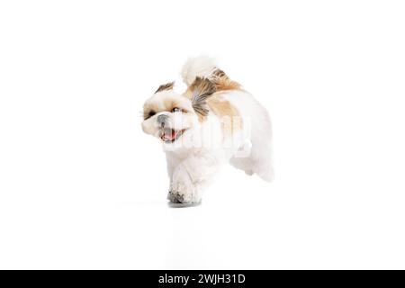 Positivo, felice, piccolo cane shih tzu di razza pura allegramente in esecuzione isolato su sfondo bianco studio Foto Stock