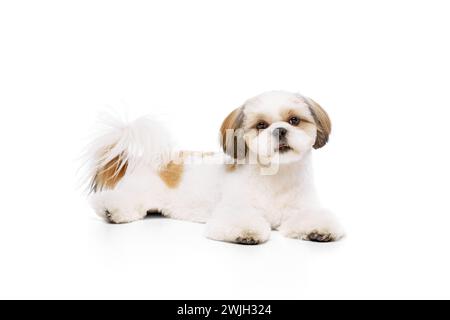 Bellissimo piccolo cane shih tzu di razza pura disteso con la lingua sporgente, guardando verso l'alto isolato su sfondo bianco dello studio Foto Stock