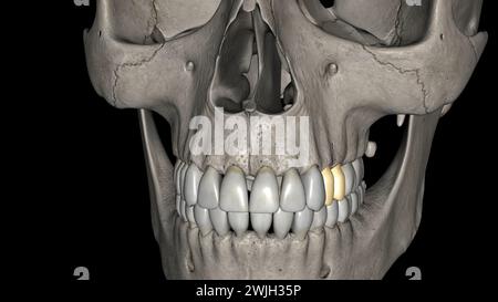 I premolari mascellari numero quattro: Due nella maxilla destra e due nella figura 3d della maxilla sinistra Foto Stock