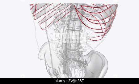 Arterie di torace arteria toracica arteria succlavia arteria polmonare arteria carotide arteria epigastrica superiore arteria epigastrica inferiore Foto Stock