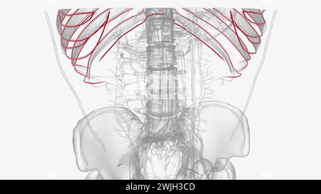 Arterie di torace arteria toracica arteria succlavia arteria polmonare arteria carotide arteria epigastrica superiore arteria epigastrica inferiore Foto Stock