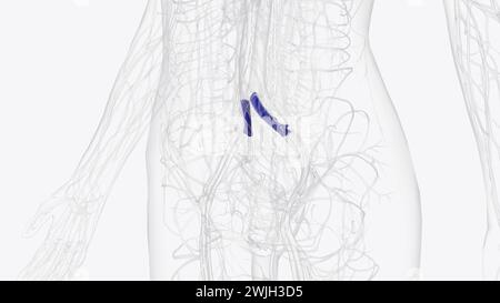 La vena iliaca comune è formata dall'unificazione delle vene iliache interne ed esterne 3d. Foto Stock
